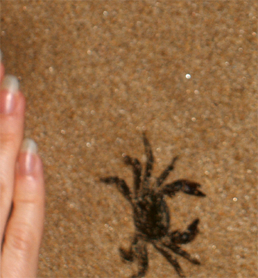 eine krabbe in der nacht..