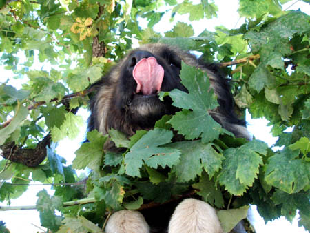 freud, der hund, freut sich..