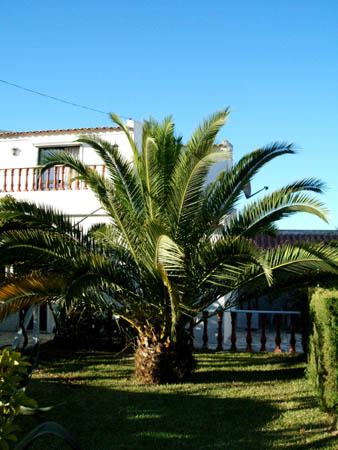 unser haus, unsere palme..