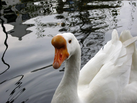 eine gans