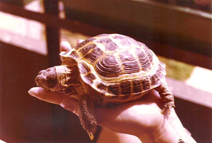 springhuhns erstes haustier